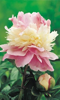 herbaceous peony