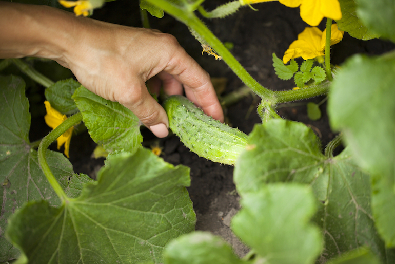 growing cucumbers outdoors