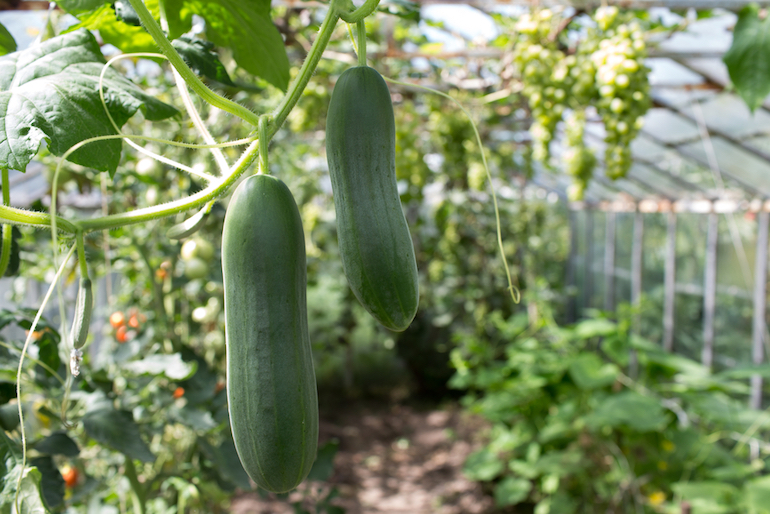 growing cucumbers in a greenhouse