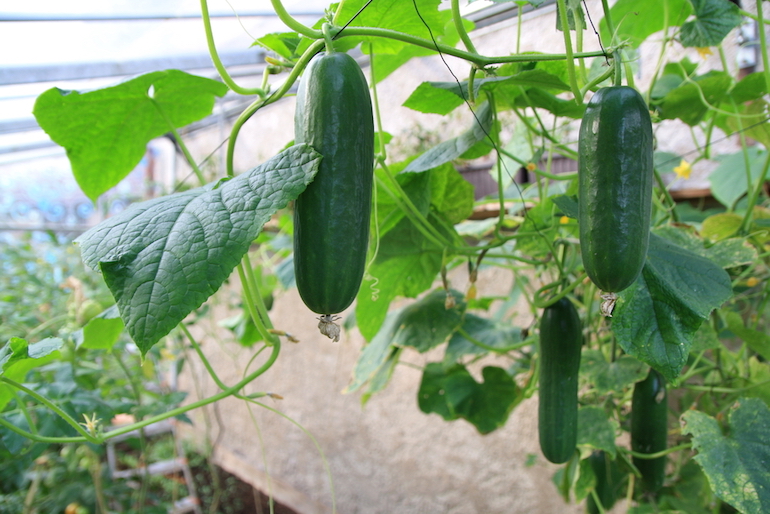 cucumber variety growing indoors