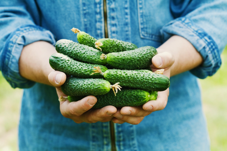 ridged cucumbers in hands
