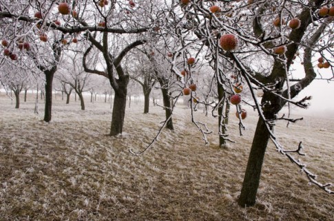 Подготовка яблони к зиме