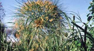 A flowering Papyrus plant