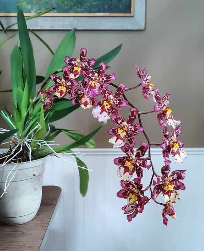 Phalaenopsis