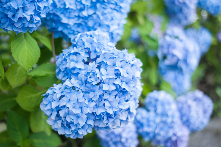 How to change the colour of a hydrangea