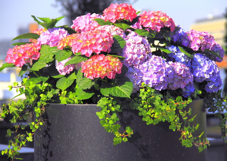 How to grow hydrangeas in pots