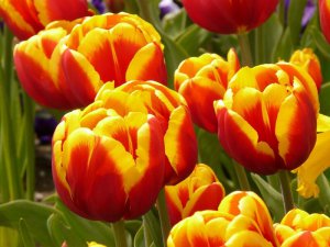 Цветы тюльпанов