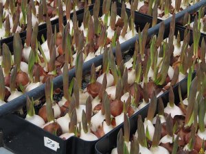 Технология посадки луковиц тюльпанов