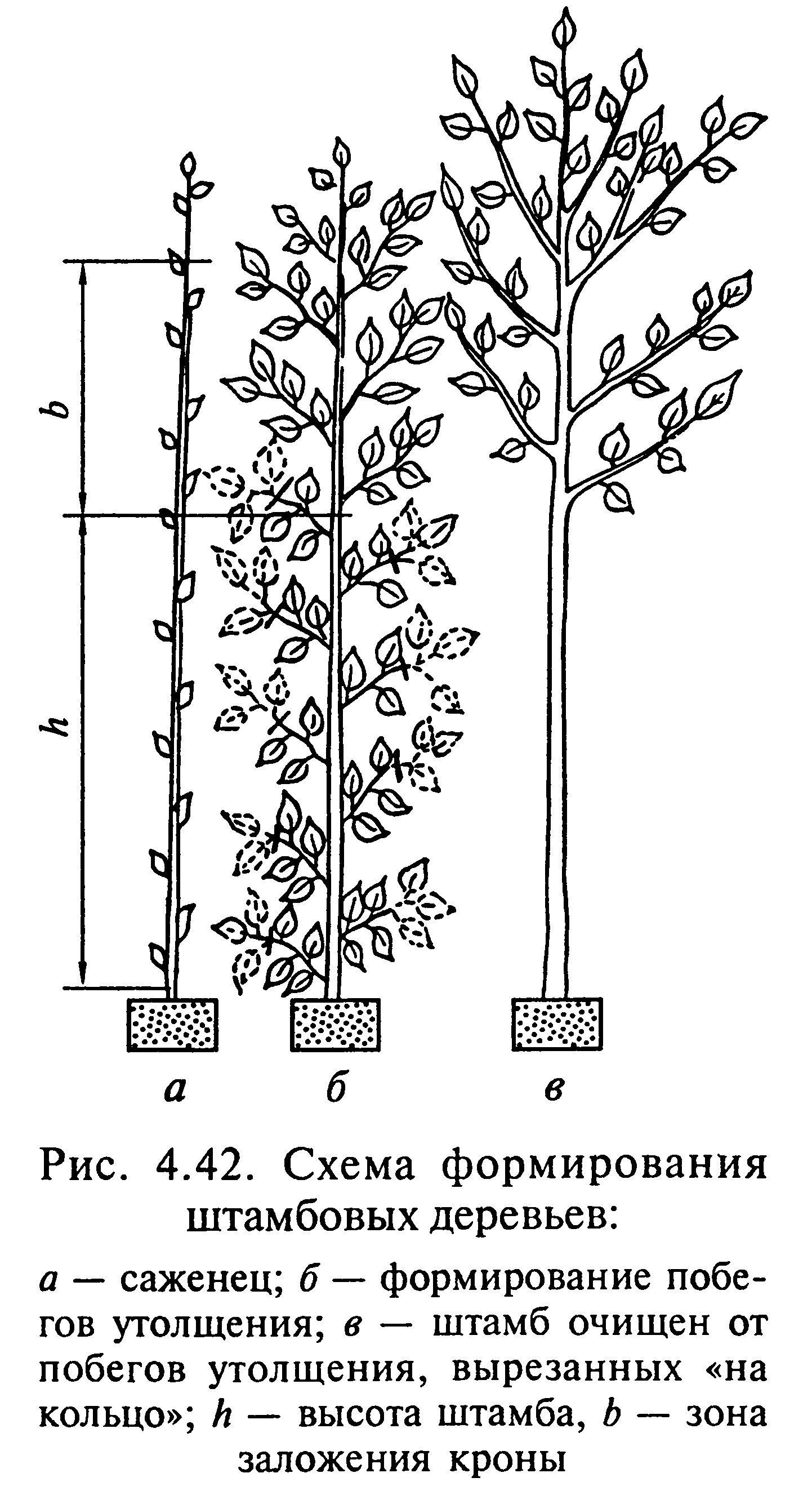 схема формирования штамбовых деревьев