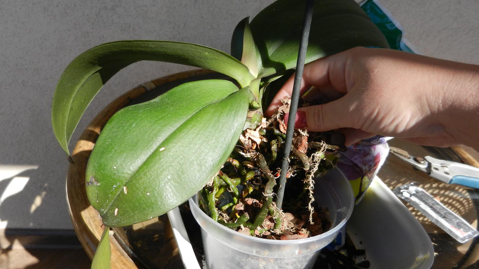 орхидею помещают в горшок