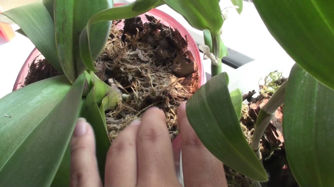 орхидея в горшке с мхом