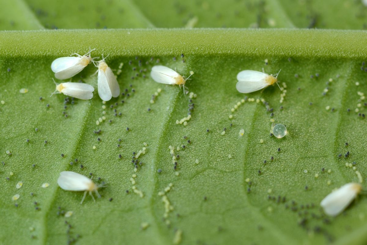 личинки белокрылки на листьях герани