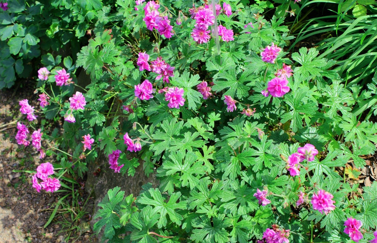 гималайская герань с розовыми цветками