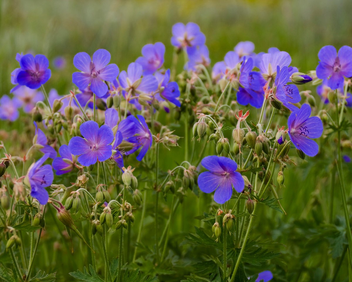 луговая герань с синими цветками