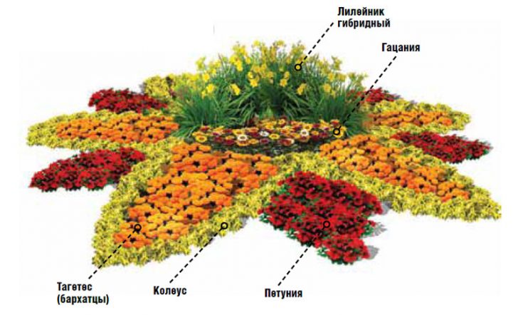 низкорослые цветы для клумб