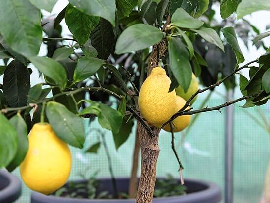 Декоративный лимон фото
