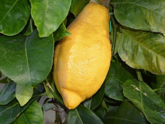 Лимон домашний