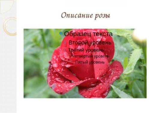 Описание розы: характеристика и полезные свойства цветка