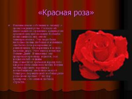 Описание розы: характеристика и полезные свойства цветка