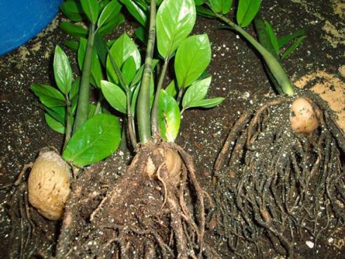 Как нарастить корни у замиокулькаса. Способы размножения замиокулькаса в домашних условиях
