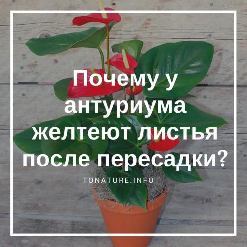 После пересадки листья антуриума желтеют листья, что делать. Почему у антуриума желтеют листья после пересадки?