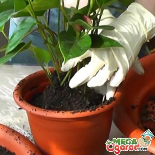 После пересадки у антуриума желтеют листья, что делать. Желтеют листья после пересадки