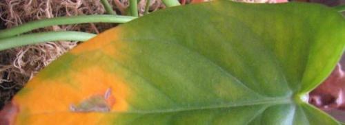 После пересадки листья антуриума желтеют листья, что делать. Почему у антуриума желтеют листья после пересадки?