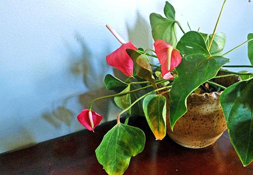 У антуриума после пересадки желтеют листья у. Как правильно ухаживать за цветком?