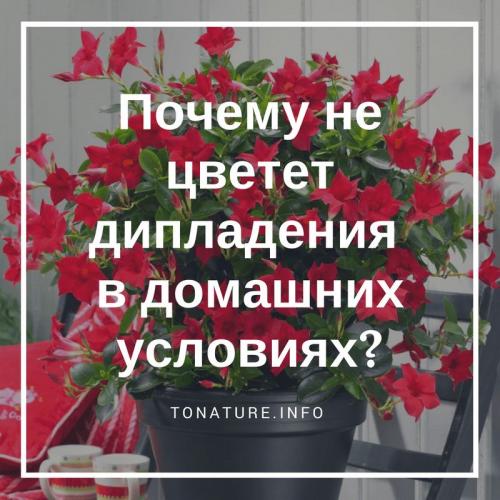 Почему не цветет дипладения в домашних условиях?