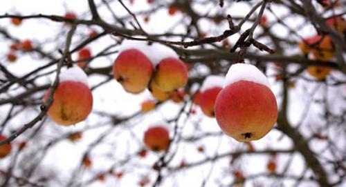 Подкормка осенью яблони в Сибири. Для чего нужна осенняя подкормка яблони