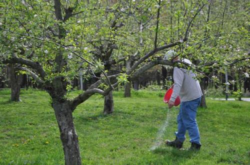 Что происходит с яблоней весной. Подкормка плодовых деревьев