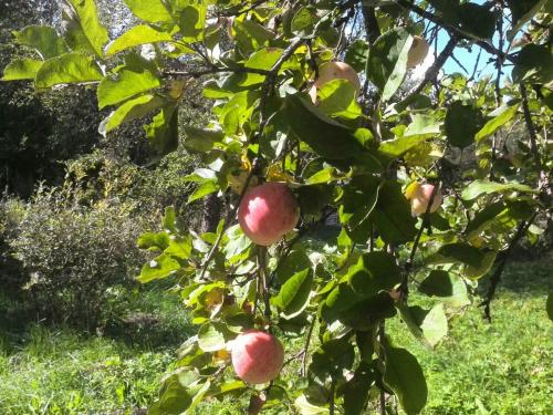 Подкормка яблонь осенью навозом. Чем подкормить яблоню осенью для хорошей зимовки и высокого урожая