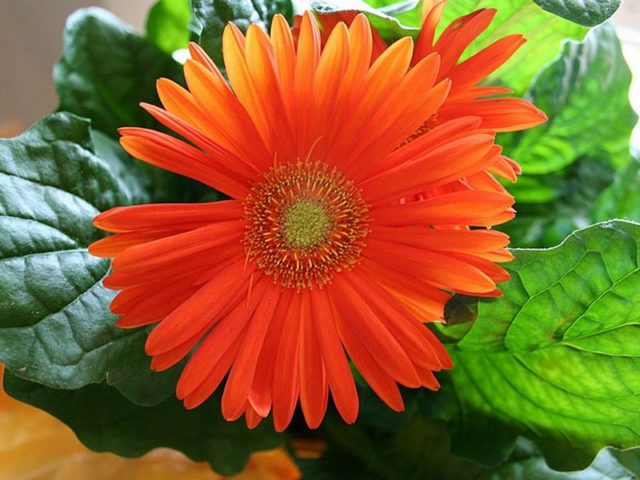 Гербера Daisy Orange